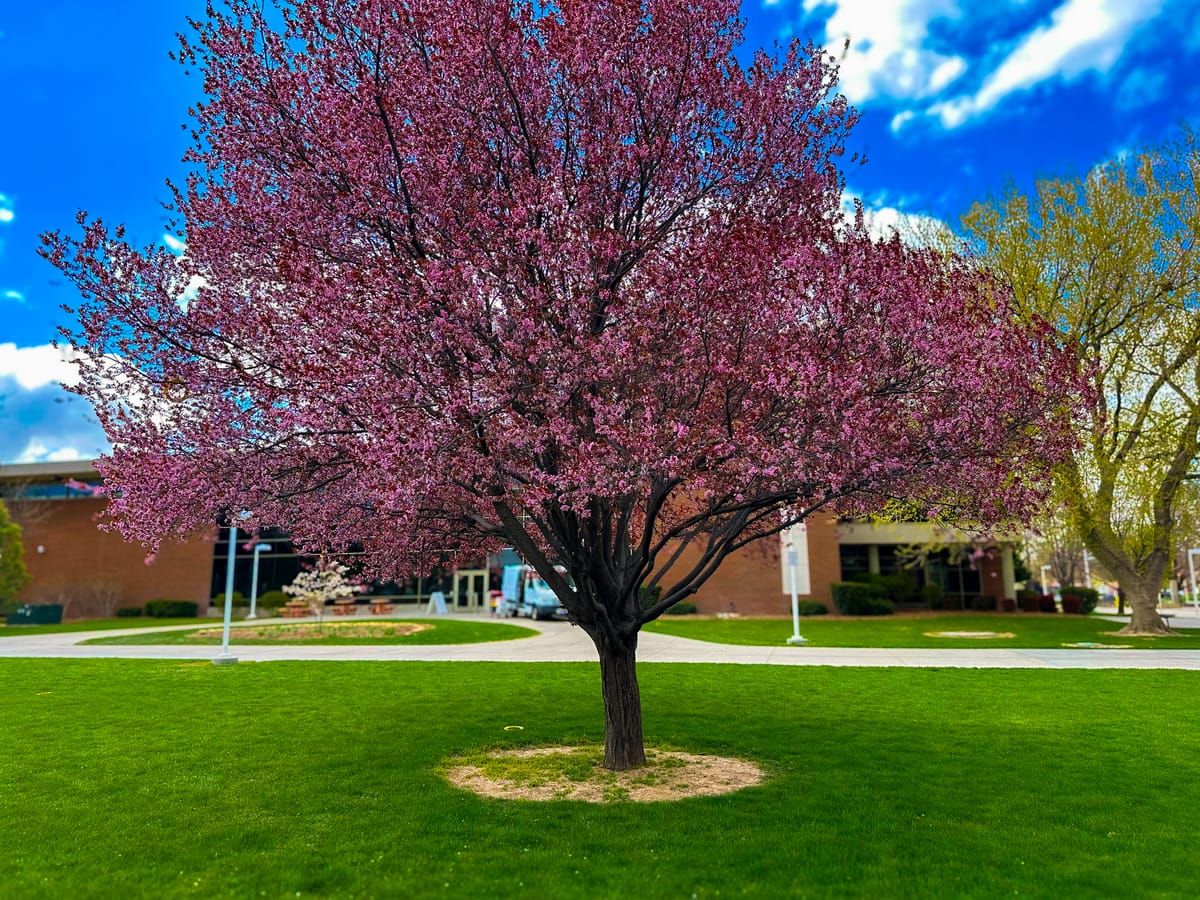 Cherry Blossom in Bloom πΈ