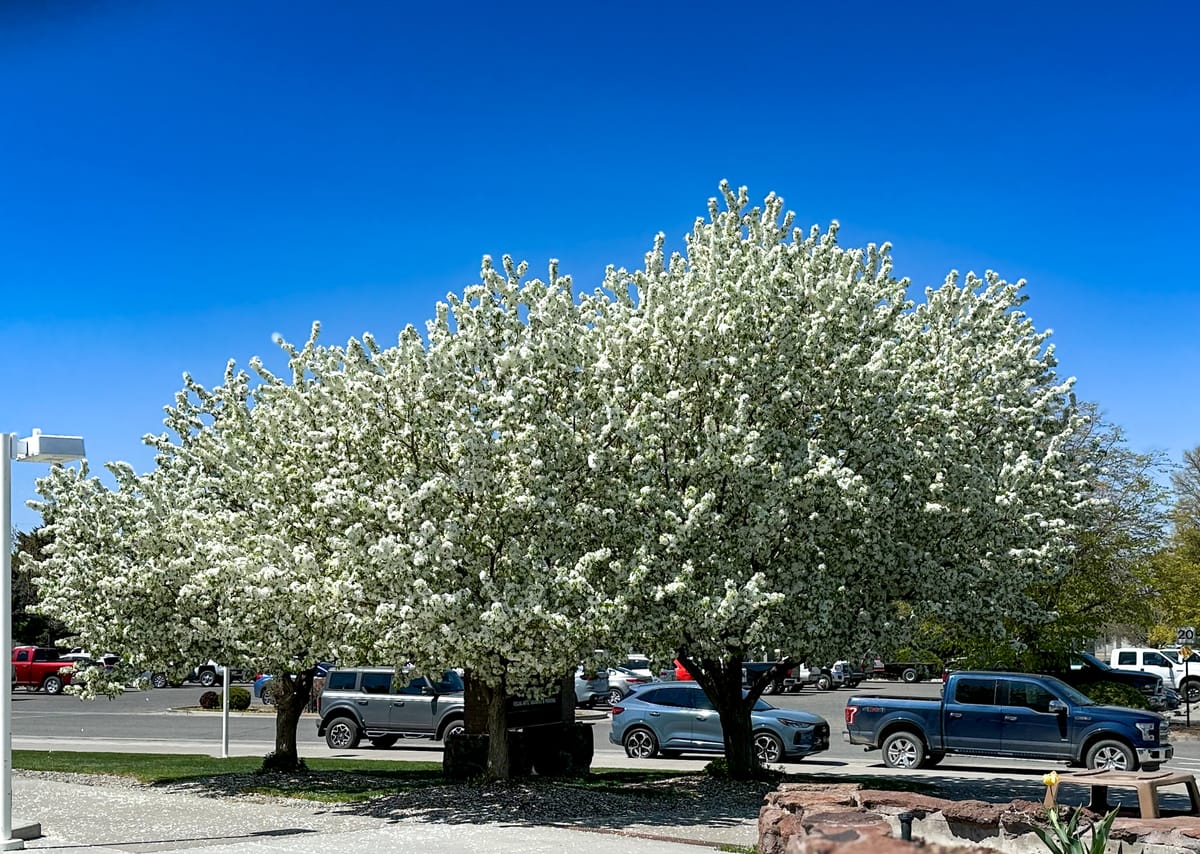 Spring Time on Campus π·