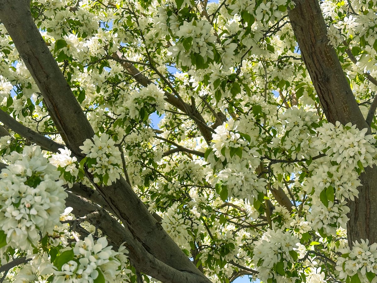 Spring Blooms πΈ
