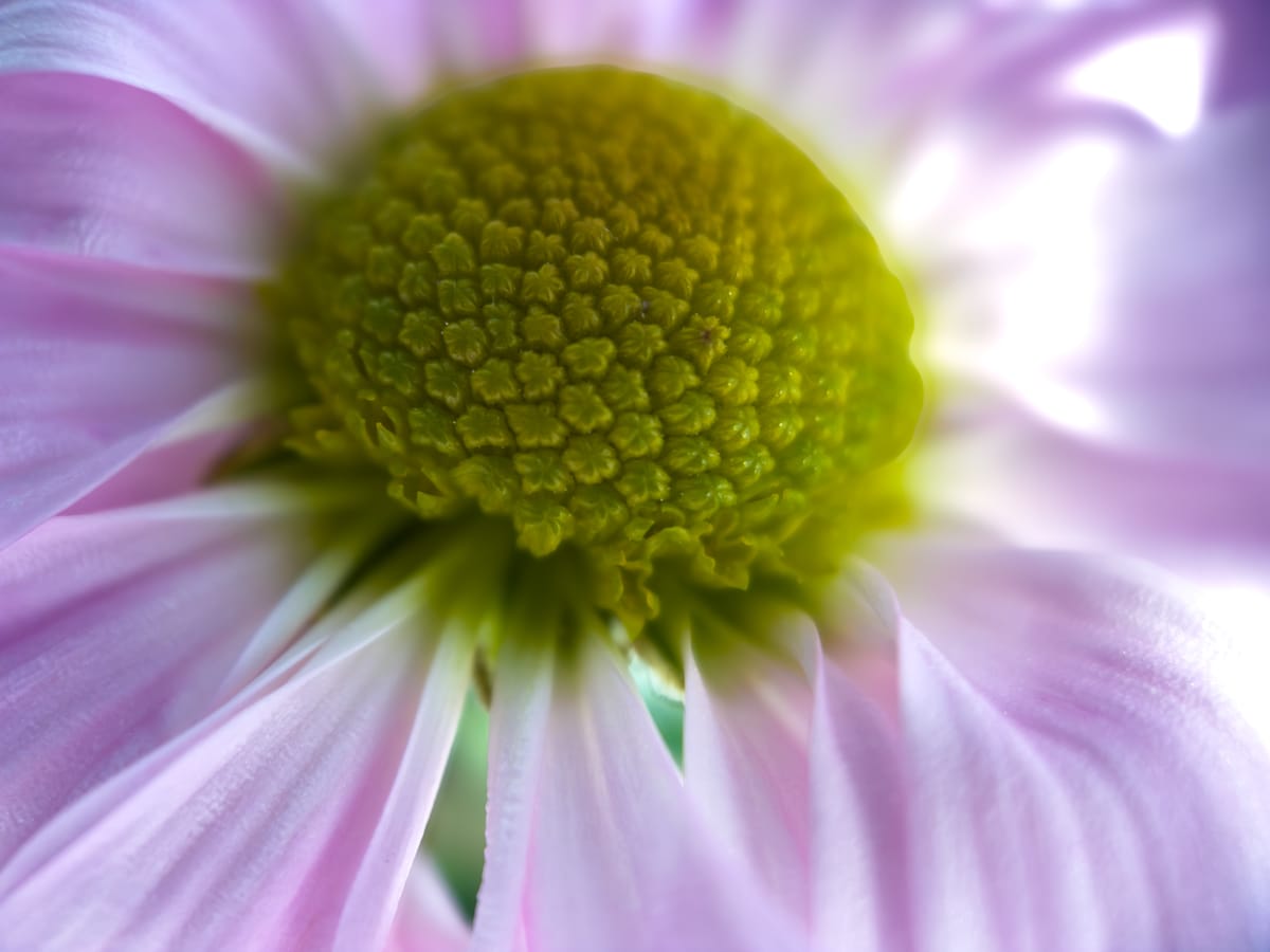 Dreamy Daisy 🌼