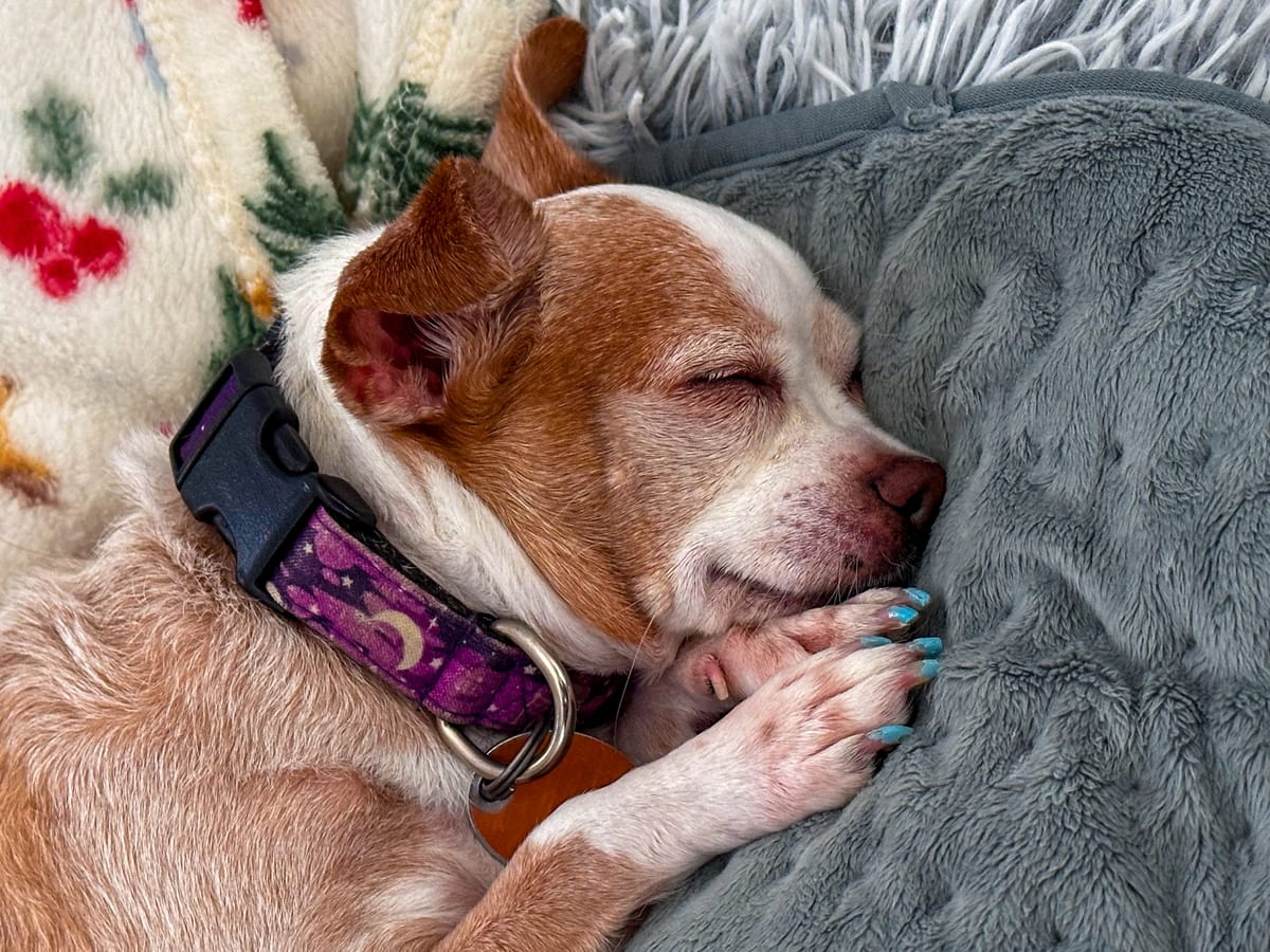 Shh… she’s sleeping… 😴