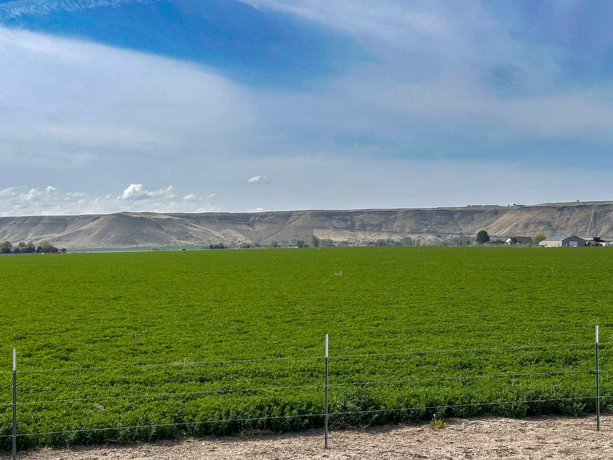Green Fields πΎ